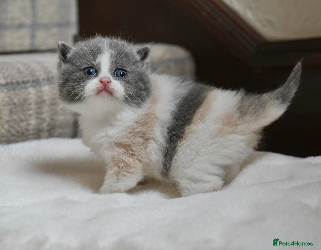 British Shorthair cats for sale: Beautiful Blue tortie & white British shorthair - Image 6