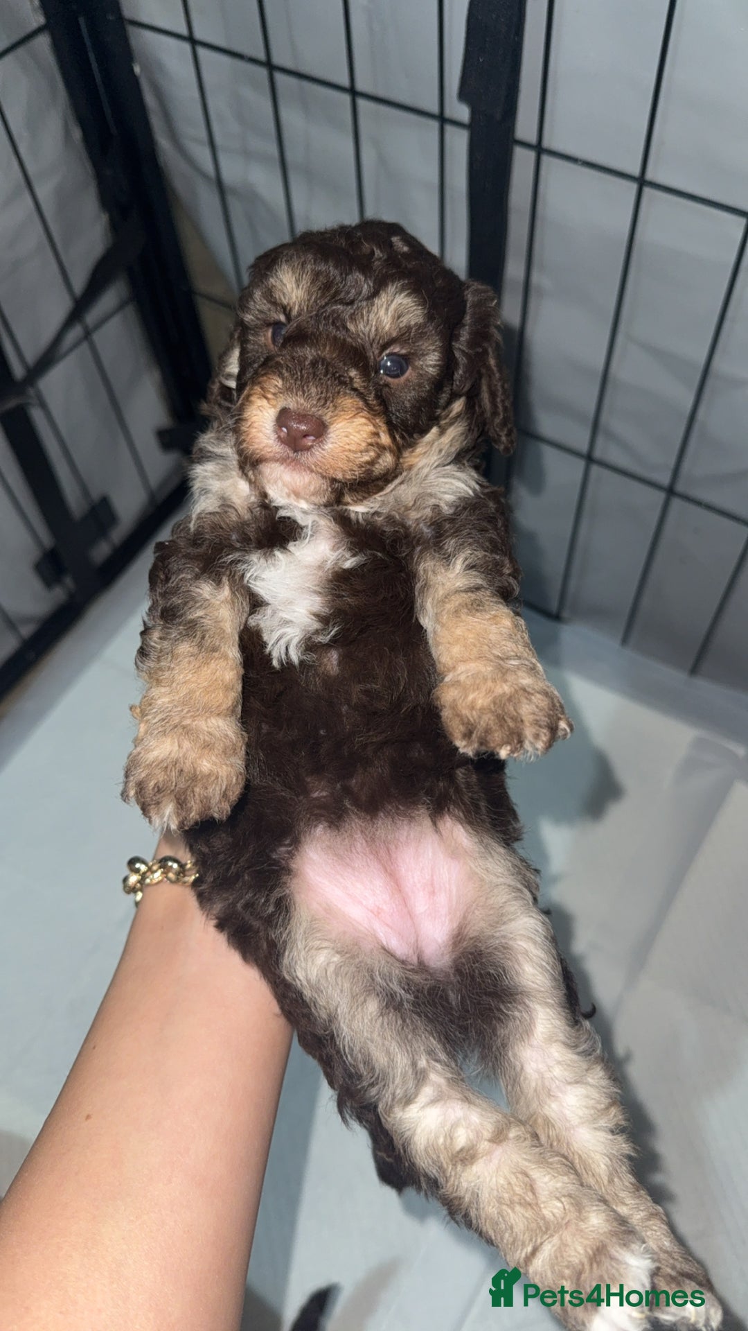 Toy Poodle dogs for sale: Chocolate phantom non fading toy poodles  - Advert 7