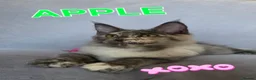 Maine Coon cats for sale: Gorgeous pedigree Girls ready now - Advert 9