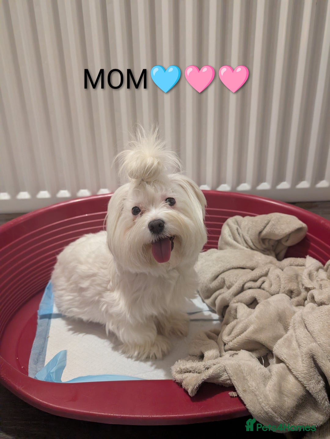 Maltipoo dogs for sale: 💫EXCEPTIONAL LUXURY F1 MALTIPOO PUPPIES🩷🩵🩷 - Advert 15