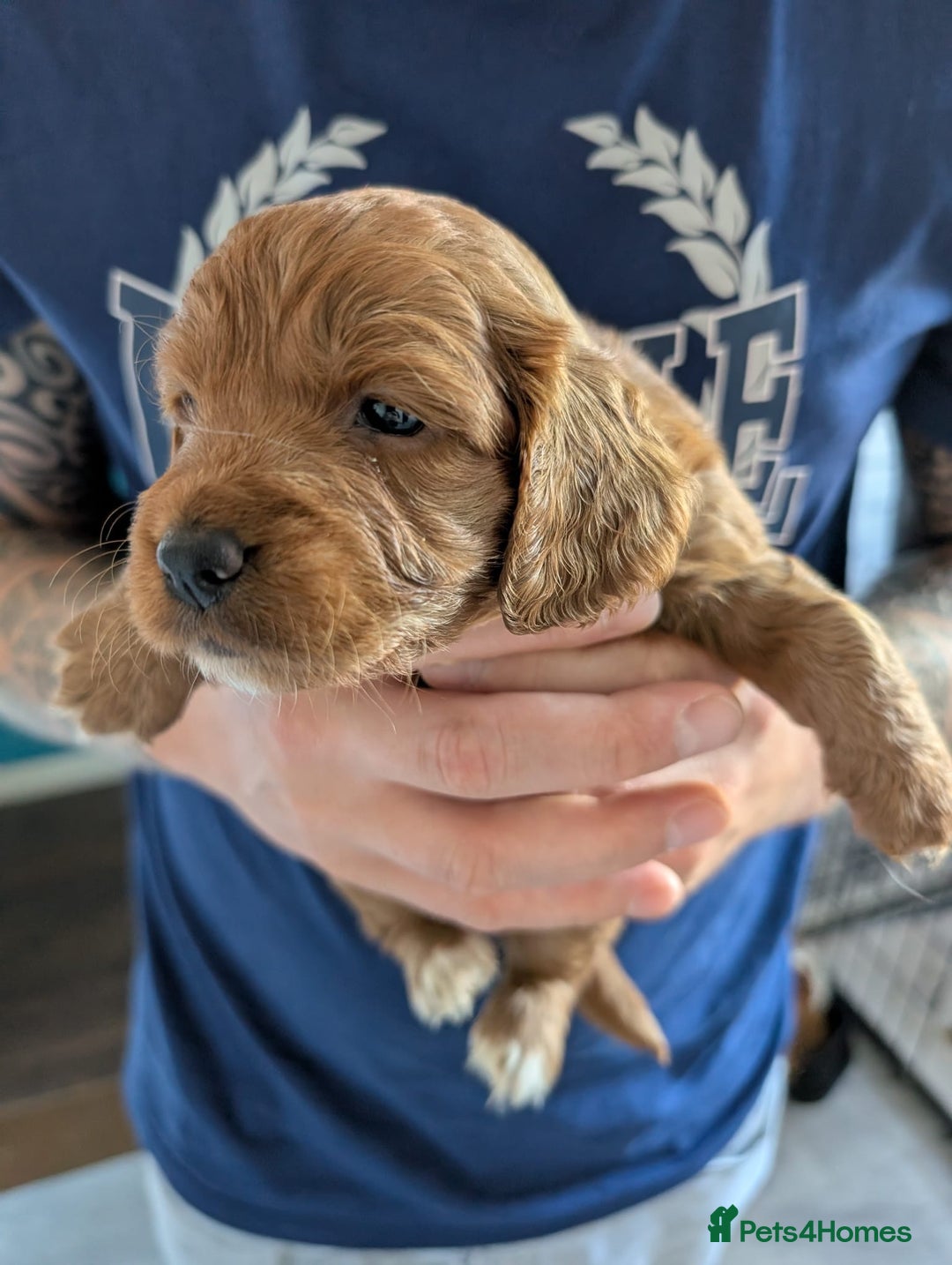 Cockapoo dogs for sale: Cockerpoo pups for sale in Witham - Image 3