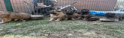 German Shepherd dogs for sale: Super Special Unique German Shepard Puppies  - Advert 3