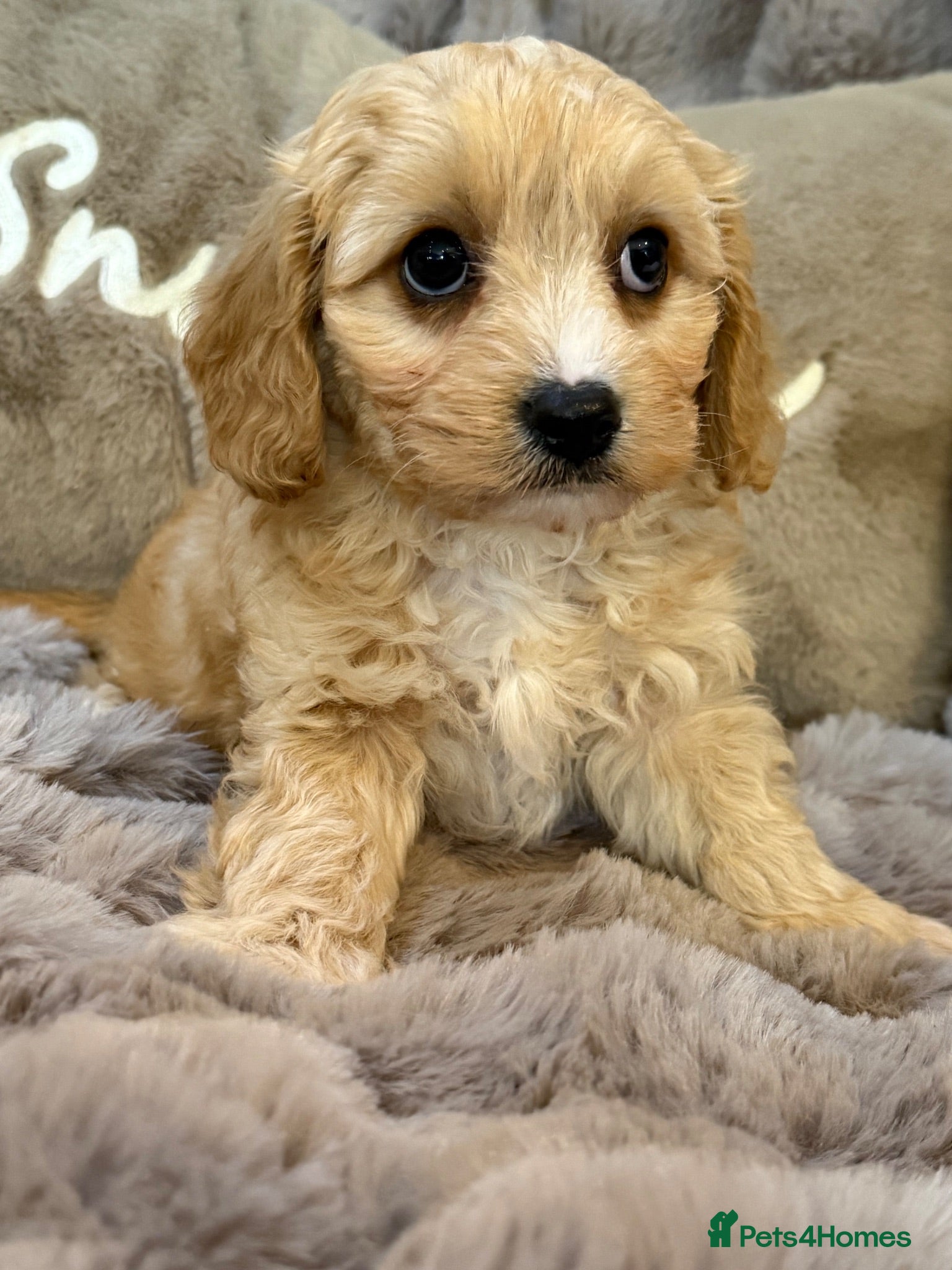 Cavachon dogs Gorgeous  Cavachon Boy  - Advert 2