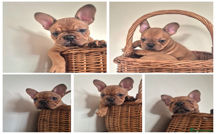 French Bulldog dogs - Advert 4
