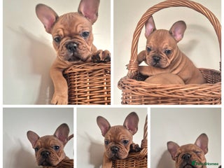 French Bulldog dogs - Advert 17