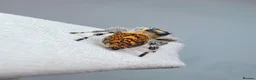 Spiders invertebrates for sale: Jumping spiders - Advert 3