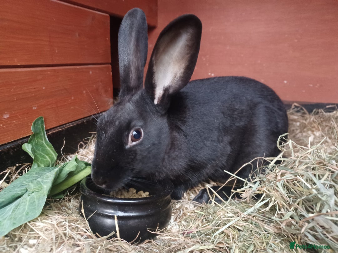 English rabbits for sale: Yurvac vaccinated purebred young English rabbit! - Image 10