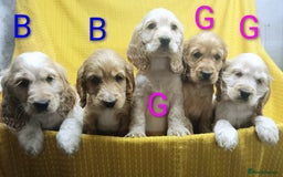 Cocker Spaniel dogs for sale: ❤️Adorable Quality Show Type Cocker Spaniels 🩵 - Image 1