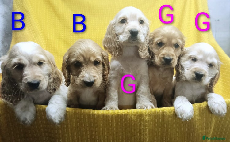 Cocker Spaniel dogs - Advert 1