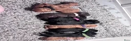 Sproodle dogs for sale: Last Litter of Sproodles  - Advert 4