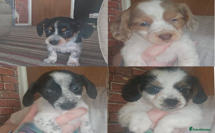 Mixed Breed dogs - Advert 2