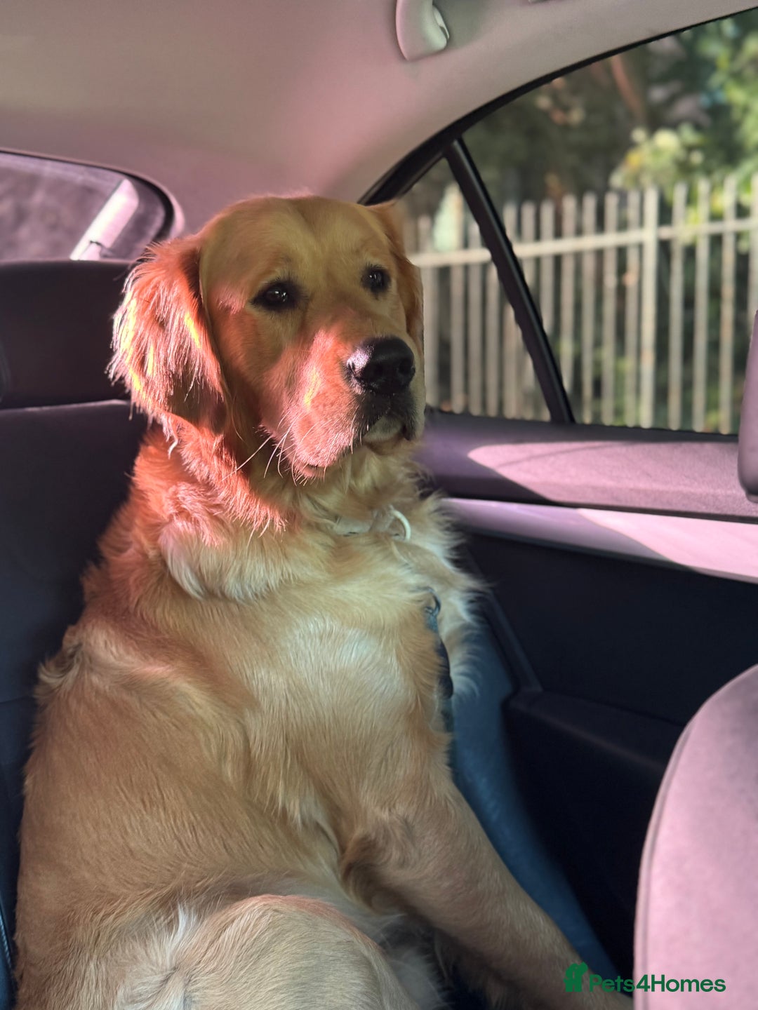 Golden Retriever dogs for stud: Golden retriever - Image 3