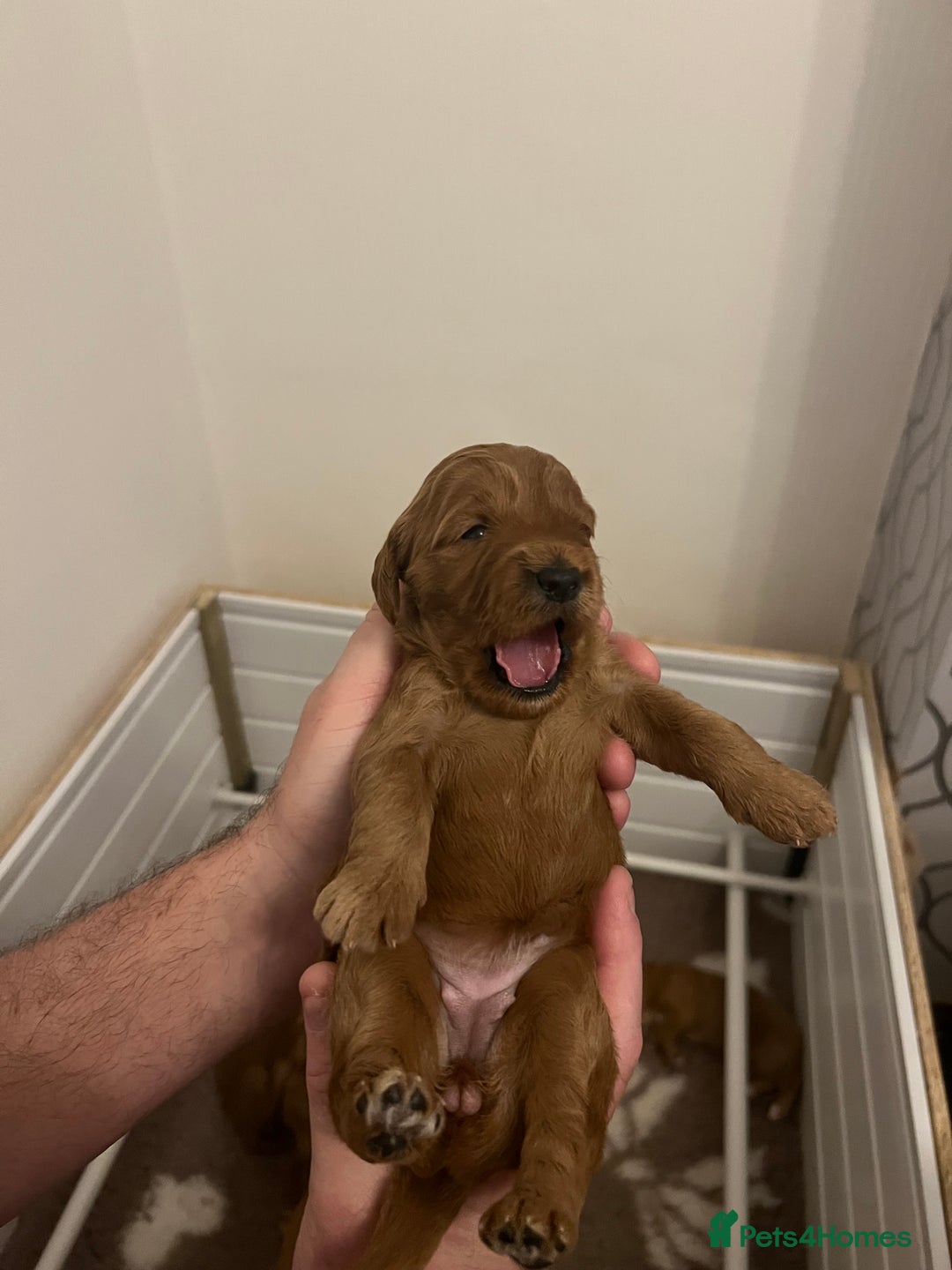 Cockapoo dogs for sale: F1 Cockapoo puppies from health tested parents  - Advert 7