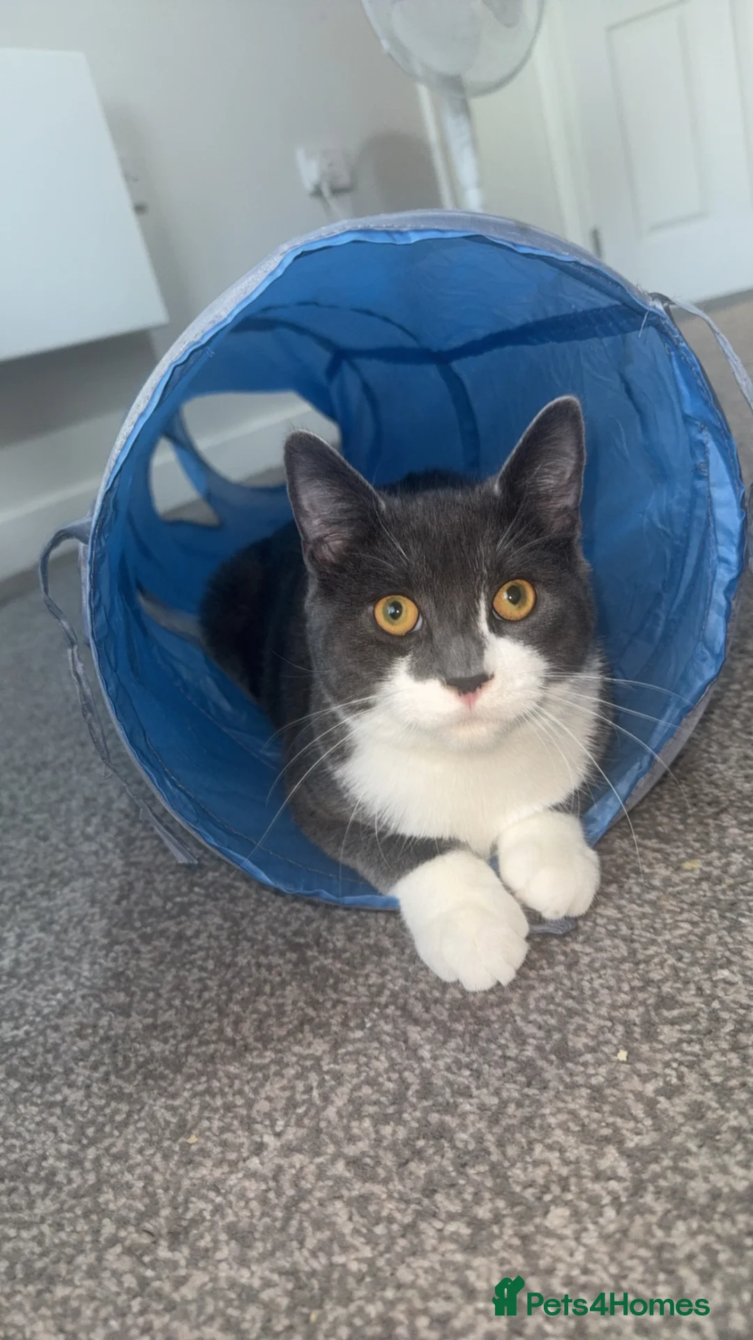Mixed Breed cats for sale: White and grey short haired  in Manchester - Advert 1