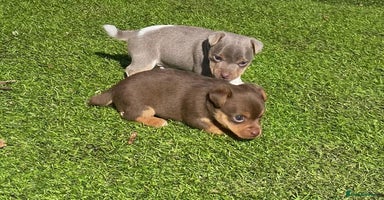 Jack Russell dogs - Advert 11