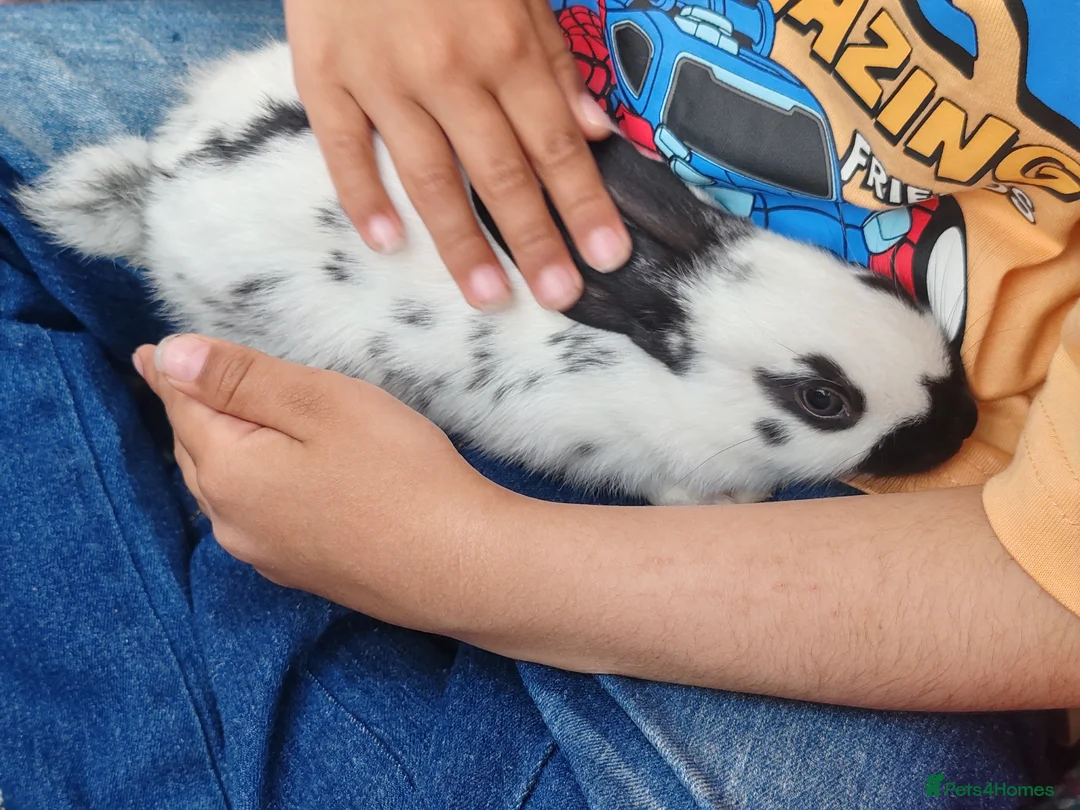 English Spot rabbits for sale: Pure English spot babies  - Advert 2