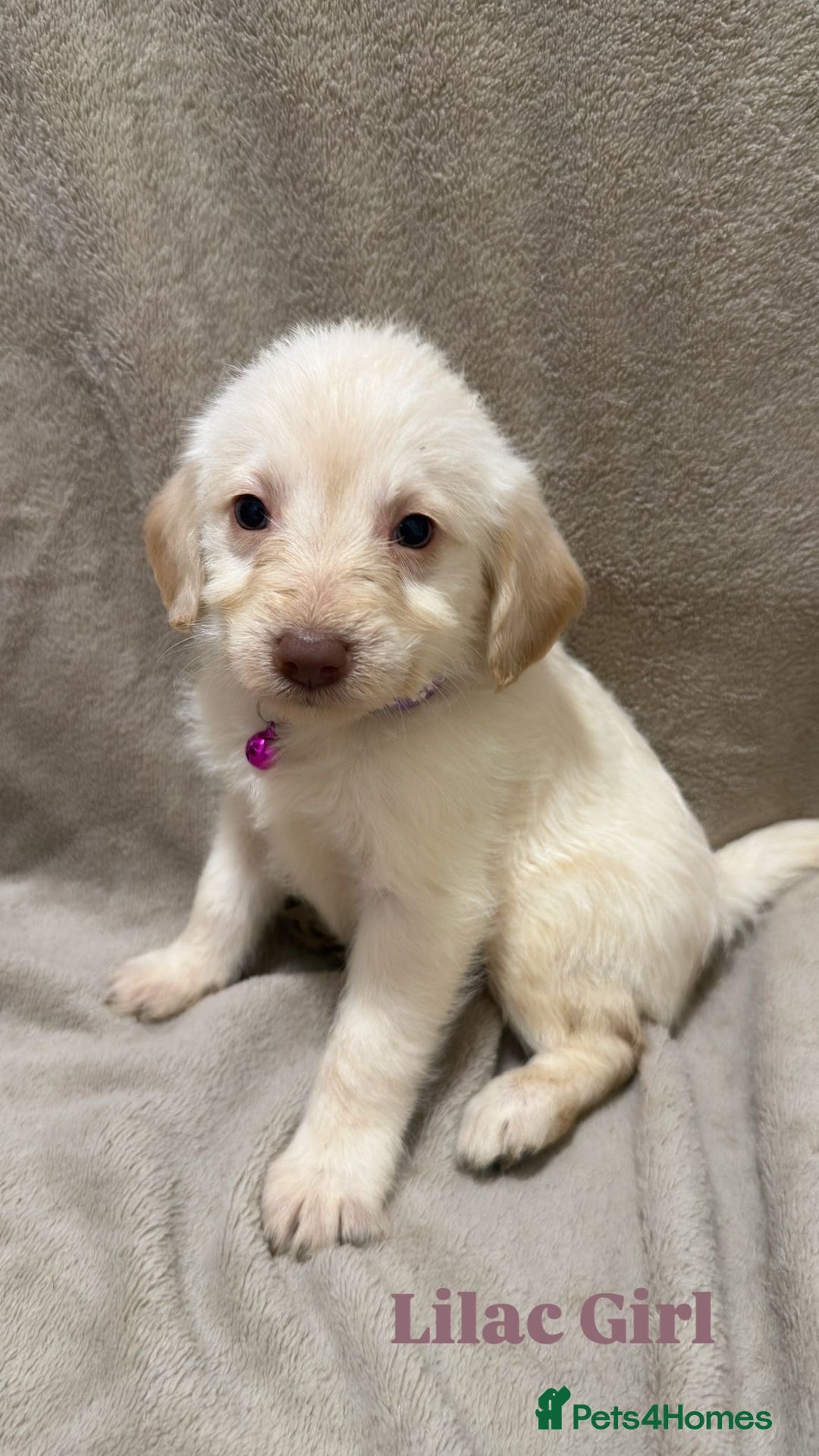 Labradoodle dogs for sale: Labradoodle Puppies (Miniature)  - Advert 12