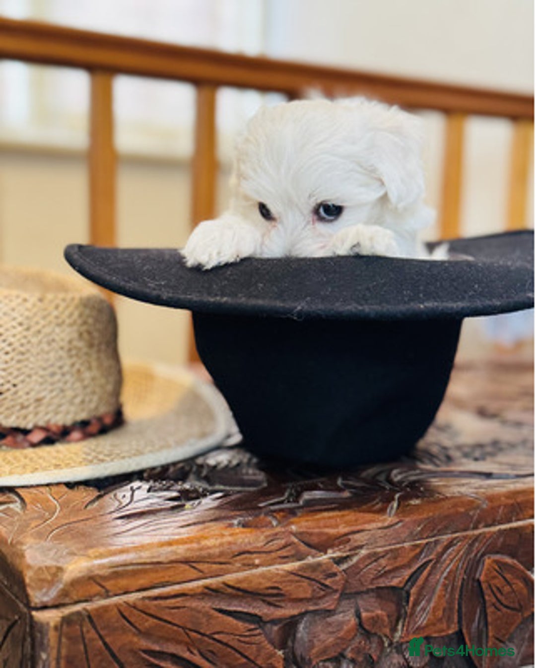 Maltese dogs for sale: Gorgeous Maltese Puppies For Sale. - Image 3