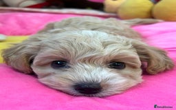Maltipoo dogs for sale: 🩷Maltipoo F1 Babies🩵 - Image 4