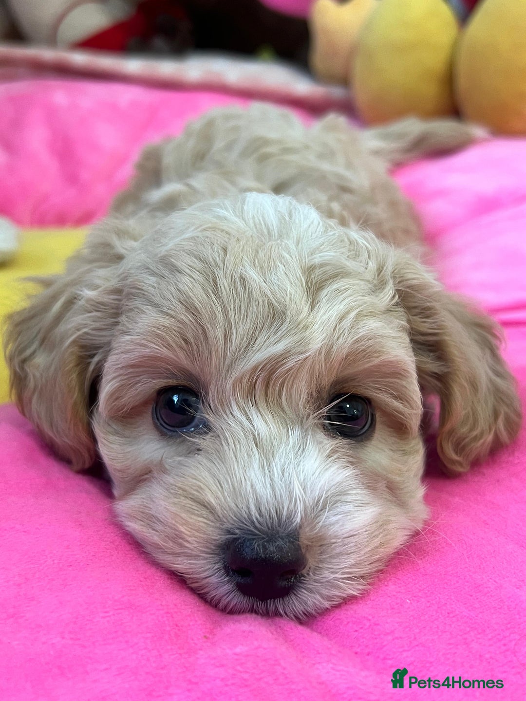 Maltipoo dogs for sale: 🩷Maltipoo F1 Babies🩵 - Image 4