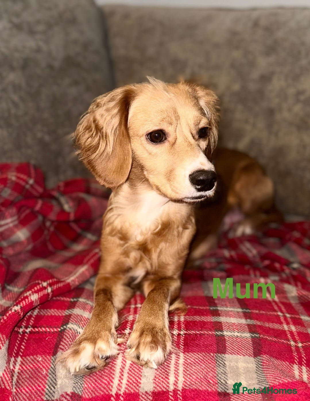 Cocker Spaniel dogs for sale: Beautiful cocker spaniel puppies - Image 7