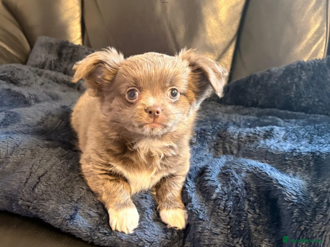 Chihuahua dogs for sale: Long coat Chihuahuas in Basildon - Advert 1