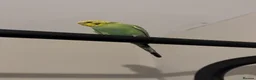 Budgerigars birds for sale: Budgie free to a good home  in Whitehaven - Advert 2
