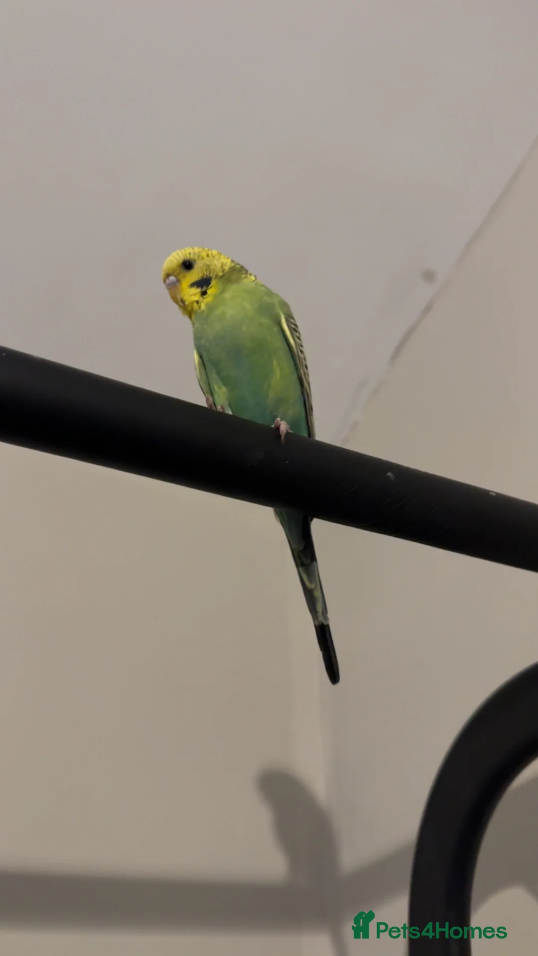 Budgerigars birds for sale: Budgie free to a good home  in Whitehaven - Advert 2