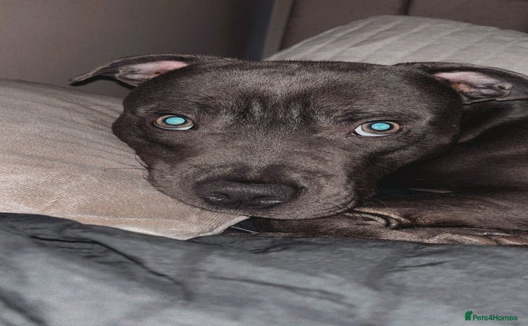 Staffordshire Bull Terrier dogs - Advert 1
