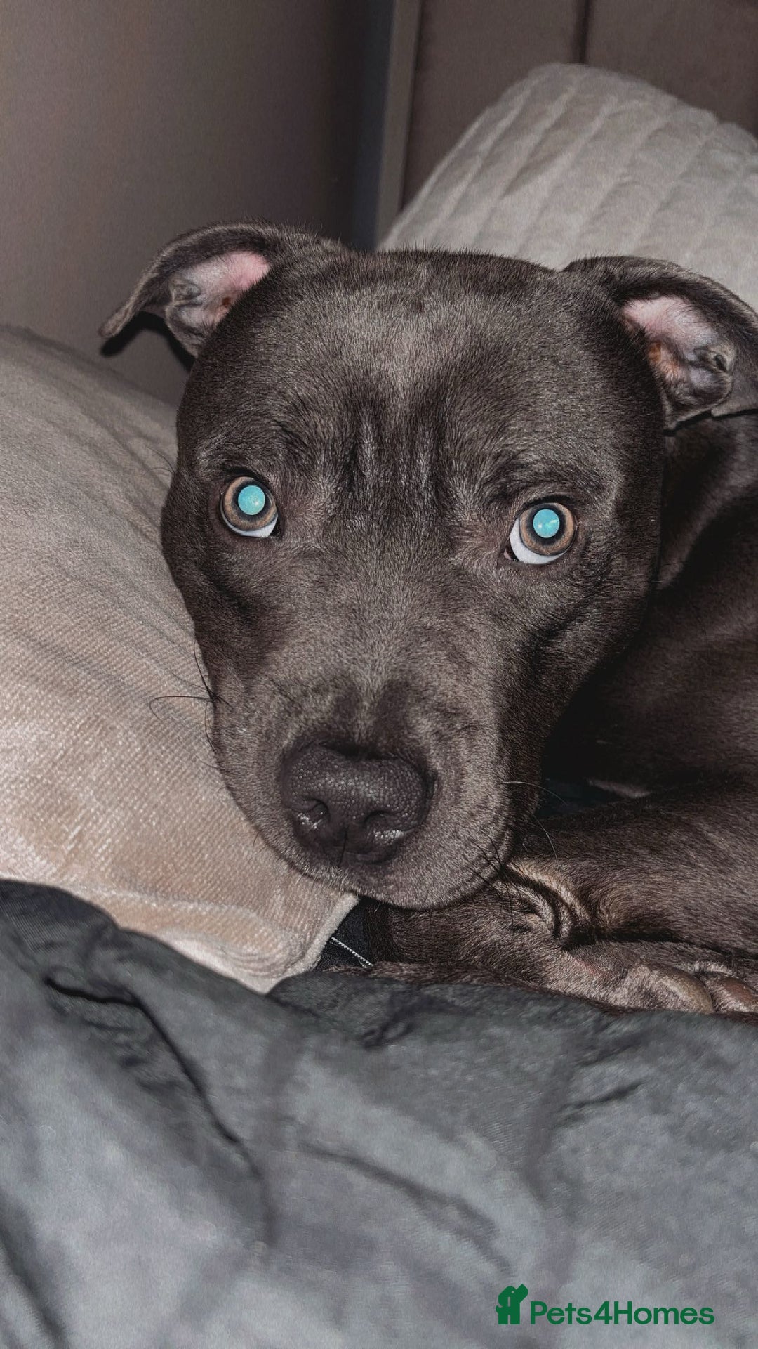 Staffordshire Bull Terrier dogs for sale: Blue Staffordshire bull terrier - Image 1