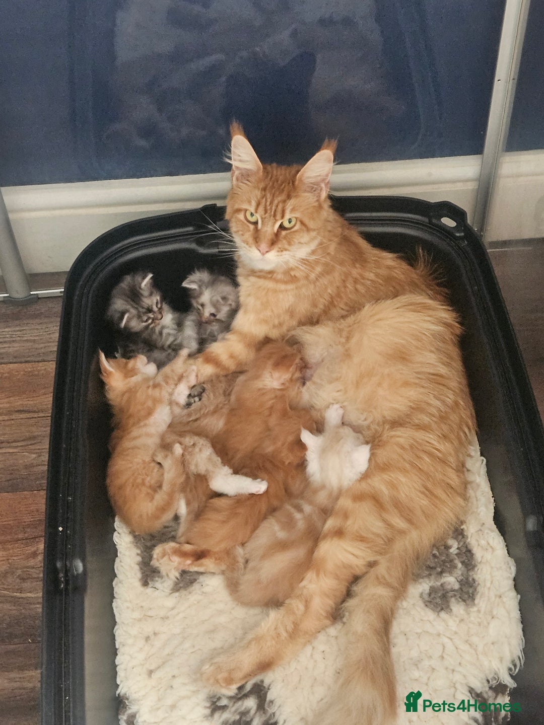 Maine Coon cats for sale: STUNNING XL MAIN COONS  - Advert 3