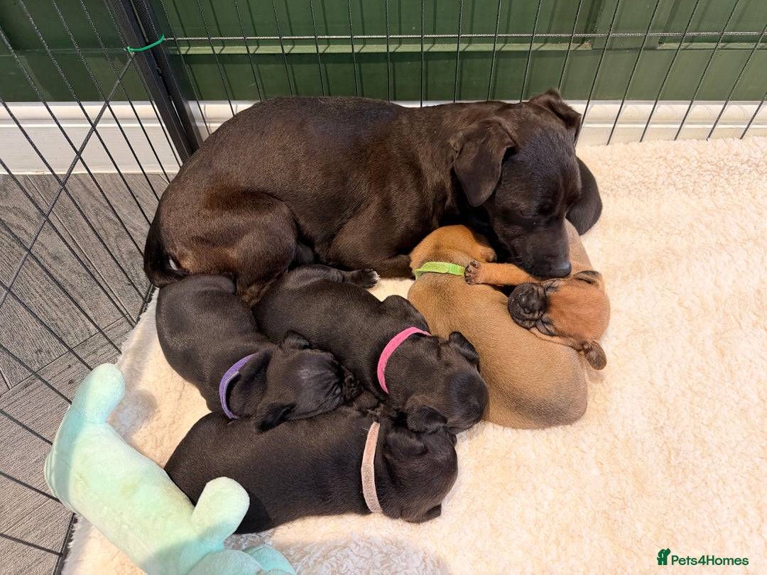 Mixed Breed dogs for sale: Deposits taken on all dogs  - Advert 2