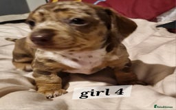 Dachshund dogs for sale: 7 beautiful dachshunds puppys - Image 28