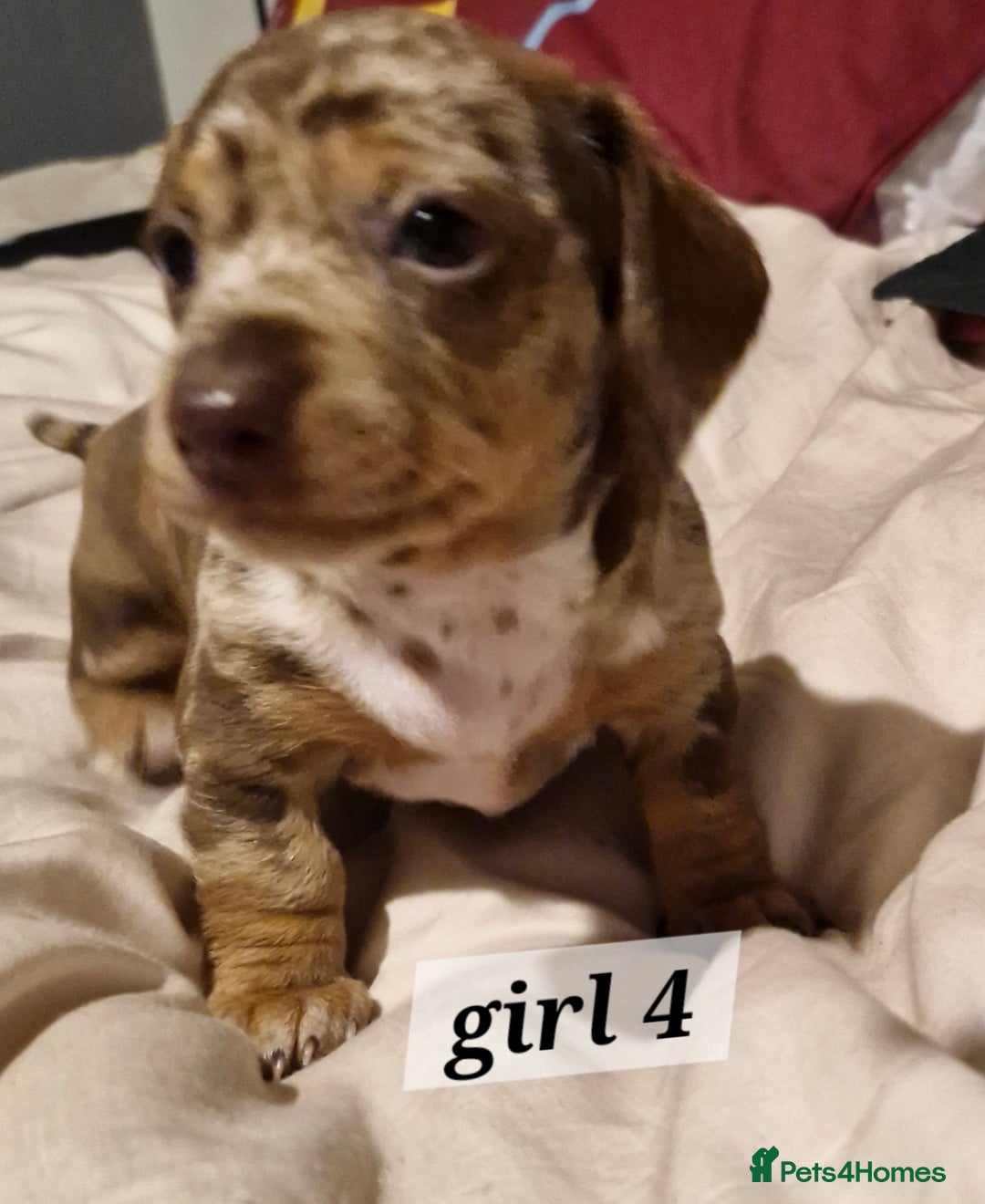 Dachshund dogs for sale: 7 beautiful dachshunds puppys - Image 28
