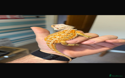 Bearded Dragon reptiles for sale: 🔥🔥 £100 🔥BABY BEARDED DRAGON 🔥🔥🔥 1 LEFT 🔥🔥 - Image 4
