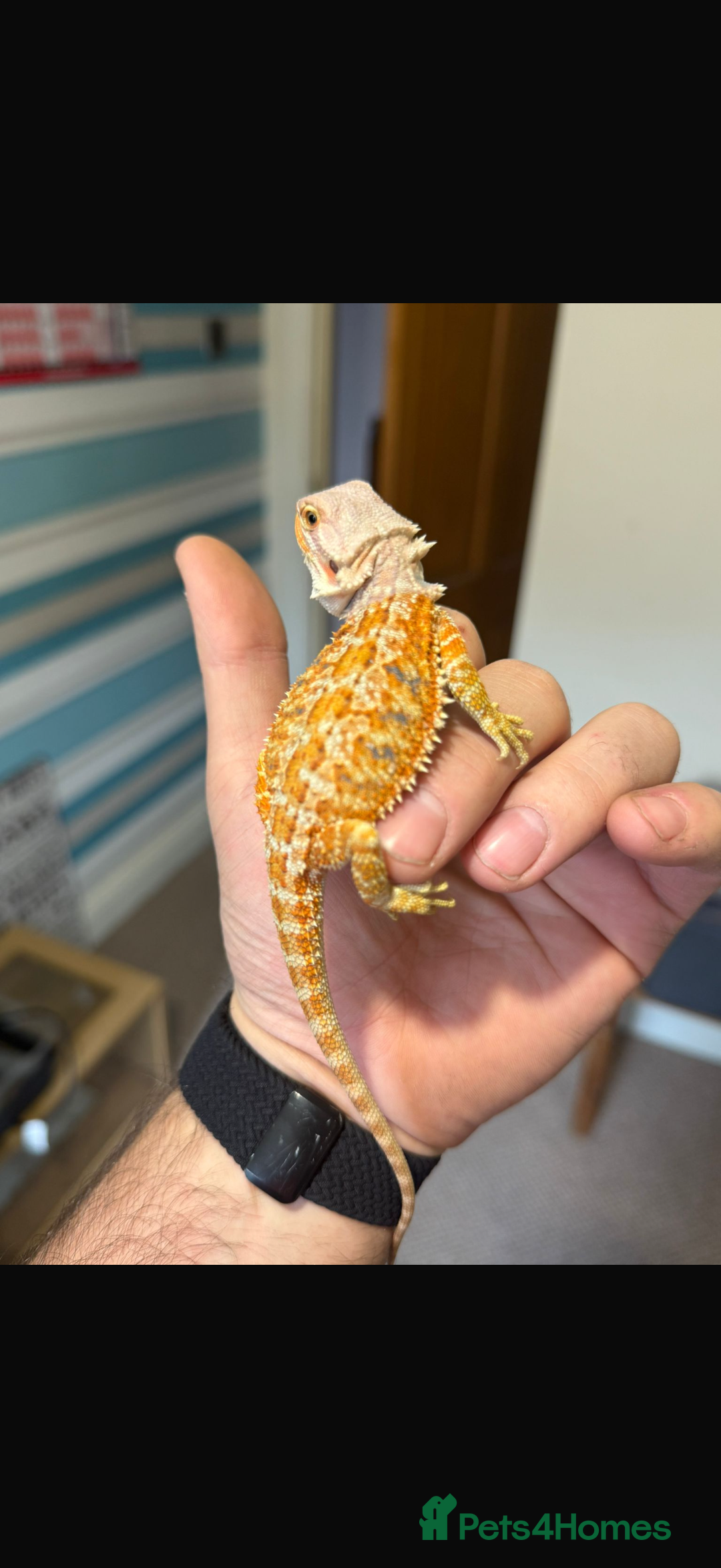Bearded Dragon reptiles for sale: 🔥🔥 £100 🔥BABY BEARDED DRAGON 🔥🔥🔥 1 LEFT 🔥🔥 - Image 4