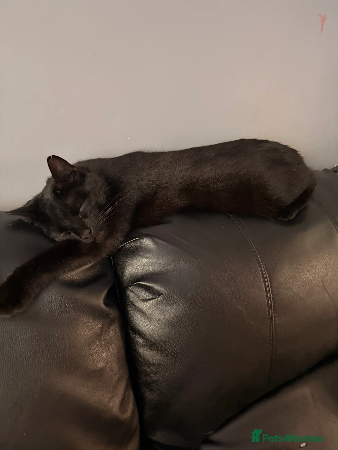 Mixed Breed cats for sale: Beautiful female family cat  in Cradley Heath - Advert 2