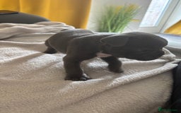 French Bulldog dogs for sale: Adorable French bulldog puppies for sale - Image 10