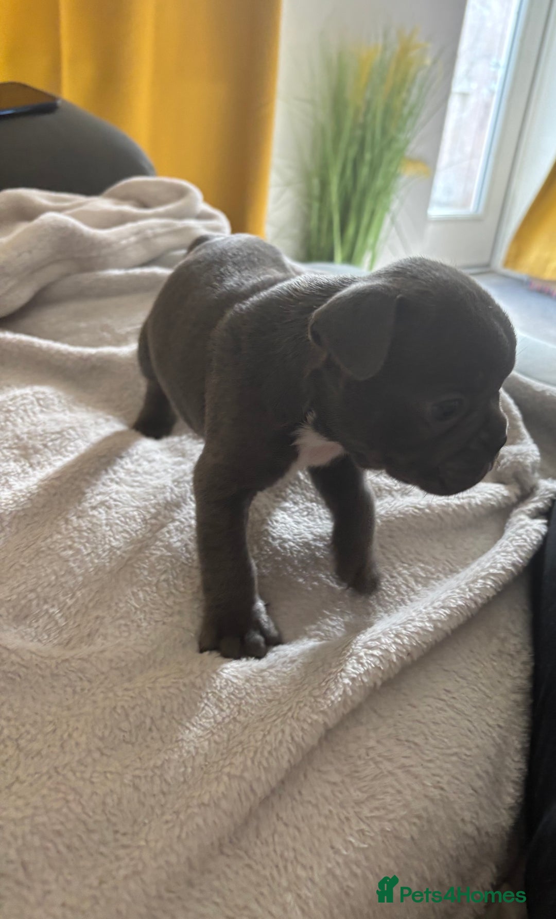 French Bulldog dogs for sale: Adorable French bulldog puppies for sale - Image 10
