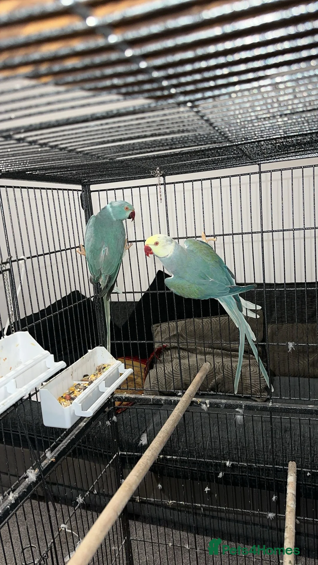 Ringnecks birds for sale: Breeding pairs of Indian ring neck BLUE - Advert 2