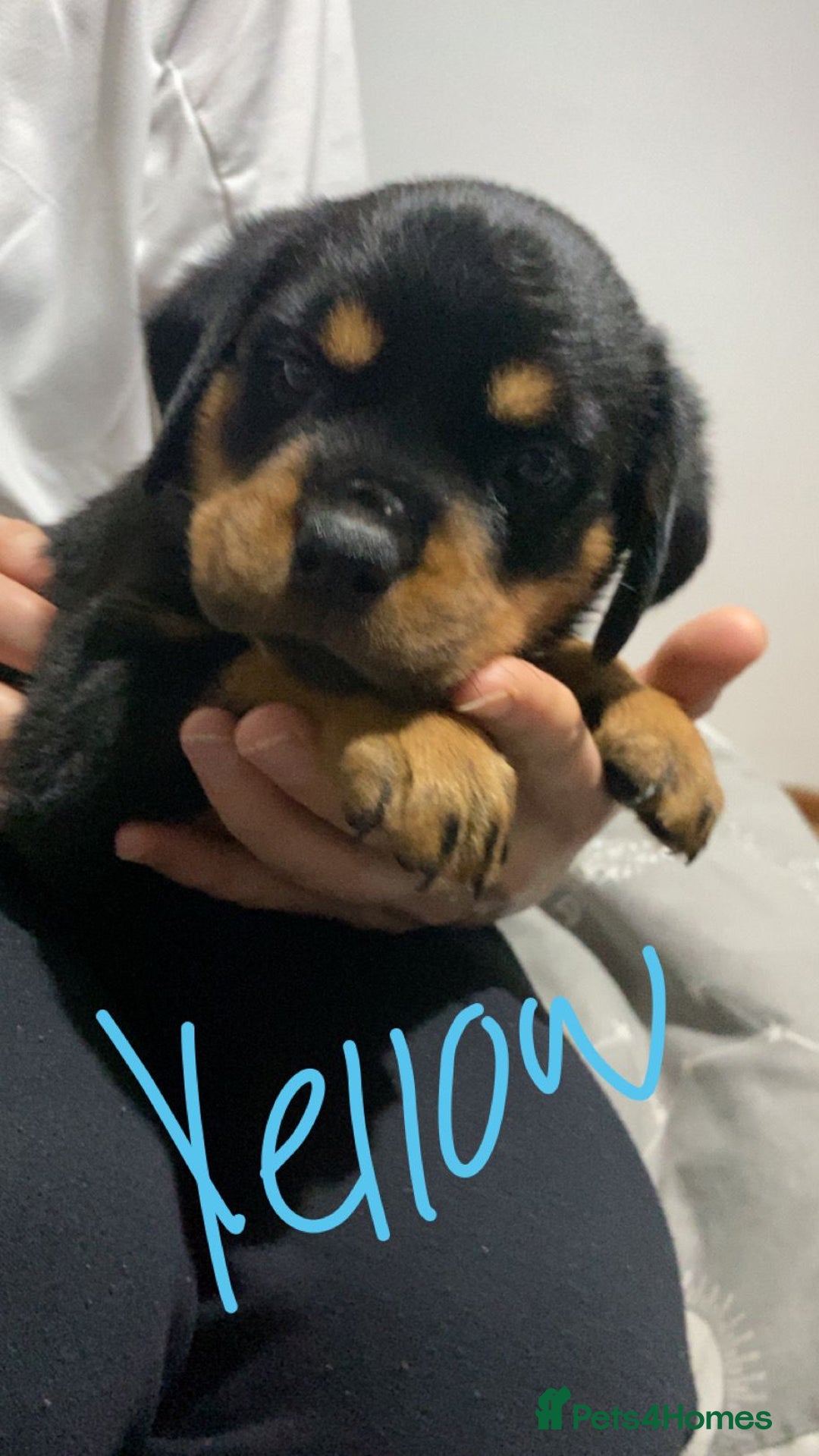 Rottweiler dogs for sale: Kc rottweiler puppies  - Image 8