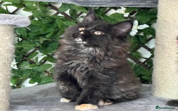 Maine Coon cats for sale: Tica Stunning Kittens  - Image 9