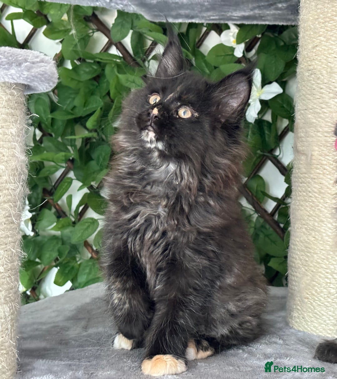 Maine Coon cats for sale: Tica Stunning Kittens  - Image 9