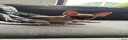 Chihuahua dogs for sale: Boy Chihuahua in Blackburn - Advert 4