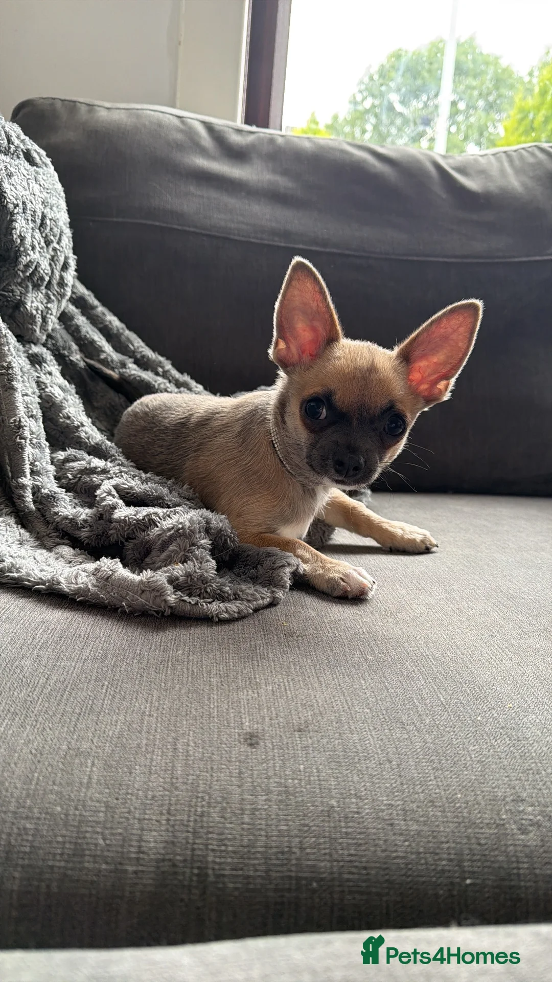 Chihuahua dogs for sale: Boy Chihuahua in Blackburn - Advert 4