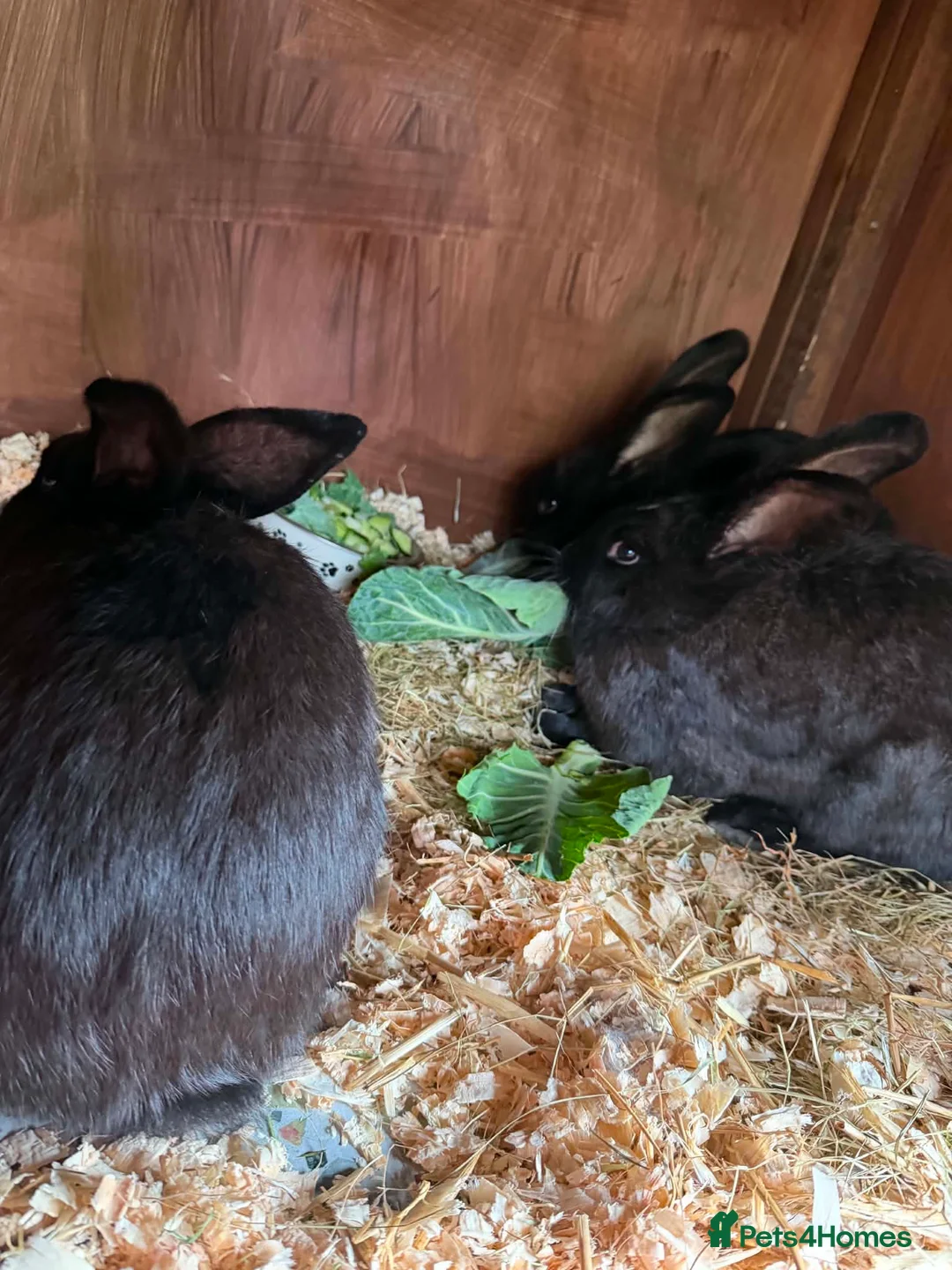 Continental Giant rabbits for sale: Un-spayed Trio continental giant sisters  - Advert 2