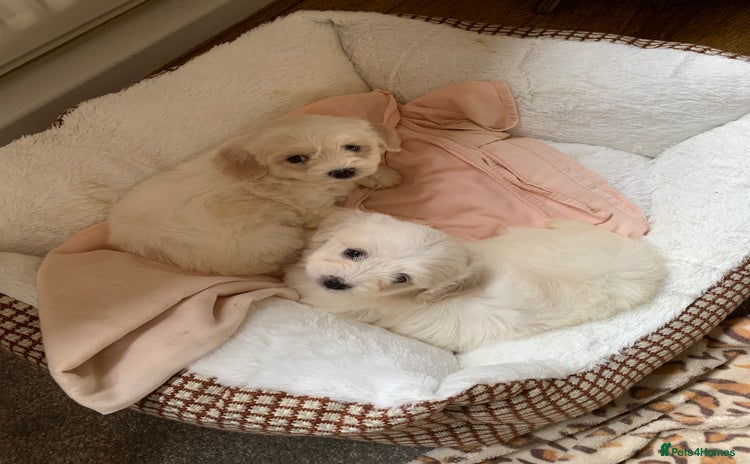 Mixed Breed dogs - Advert 2
