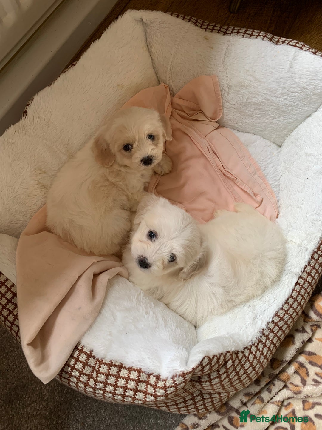 Mixed Breed dogs for sale: Stunning Havachons - Image 1