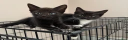Mixed Breed cats for sale: Kittens READY! Sphynx cross - Advert 24