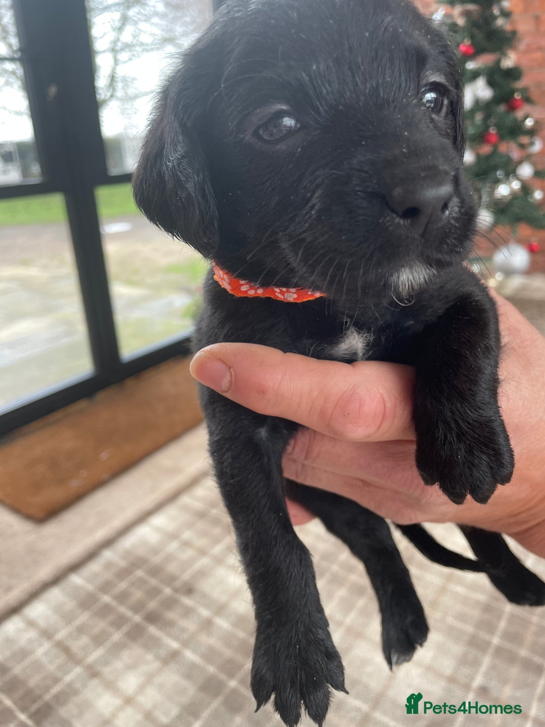 Mixed Breed dogs for sale: Irish Water Spaniel mum and Fox Red Labrador dad - Advert 9